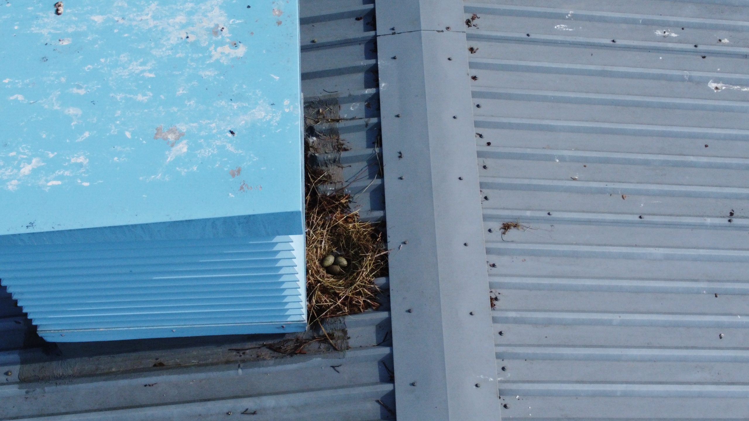 Seagull eggsJPG | Old Town Photography Seagull eggs found on roof by a drone